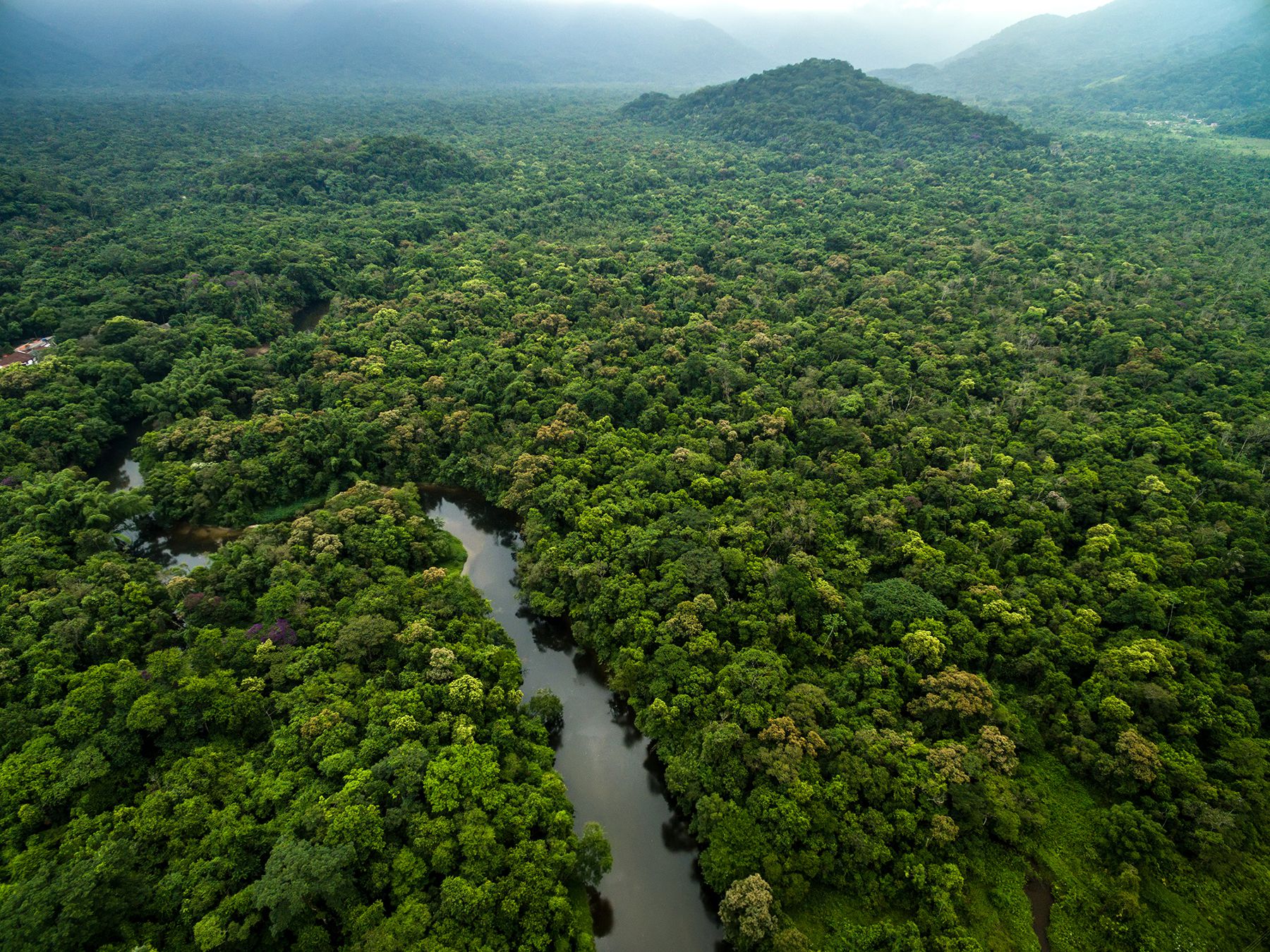 Amazon rainforest before