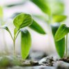 World Environment Day 2023